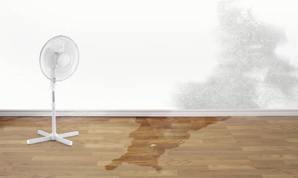 Best Mold removal after water damage  in Windom, MN